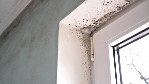 Best Biohazard Mold Removal  in Woodville, TX