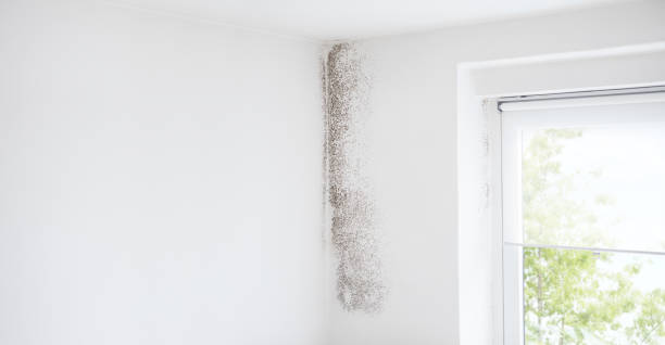 Best Attic Mold Removal  in Woodville, TX