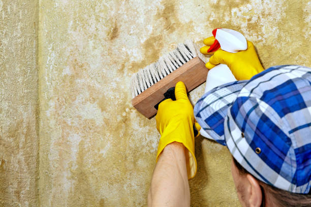 Best Mold Damage Restoration  in Woodville, TX
