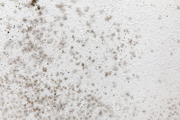 Best Mold Odor Removal Services  in Woodville, TX