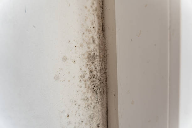 Biohazard Mold Removal in Woodville, TX