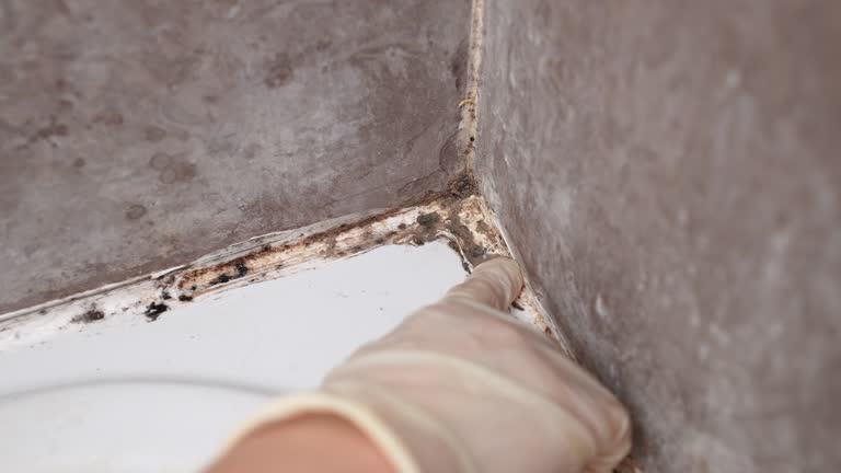 Trusted Woodville, TX Mold Removal Experts